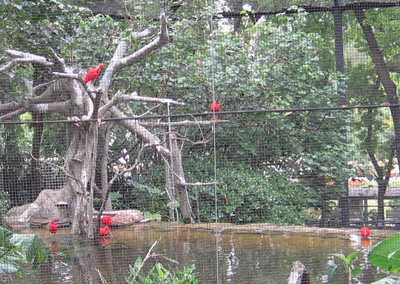 scarlet ibises