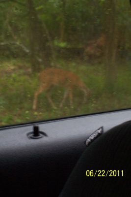 Deer along the road