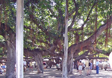 Old Banyan tree