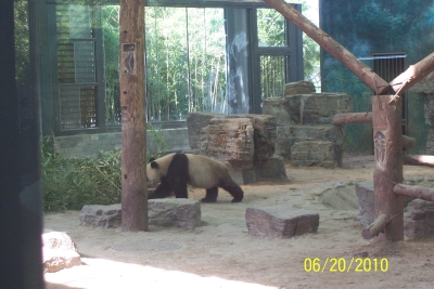 Pandas!