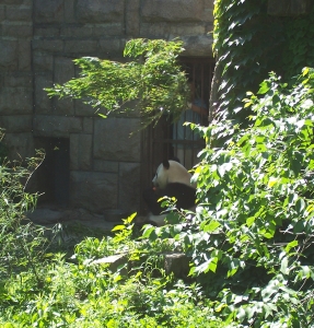 Panda eating outside